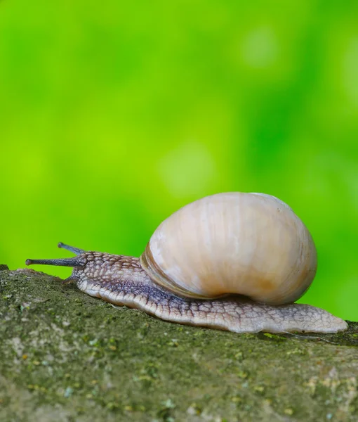 잎 위에 있는 달팽이 — 스톡 사진