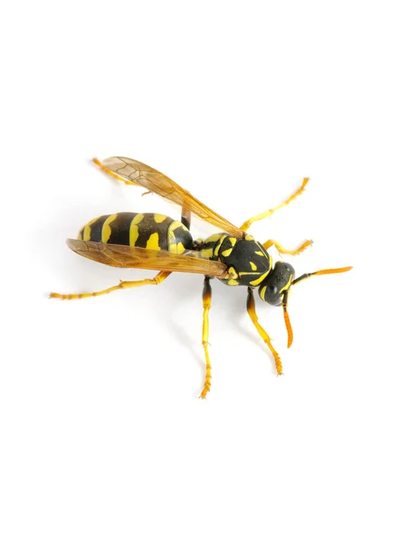 Wasp op wit — Stockfoto