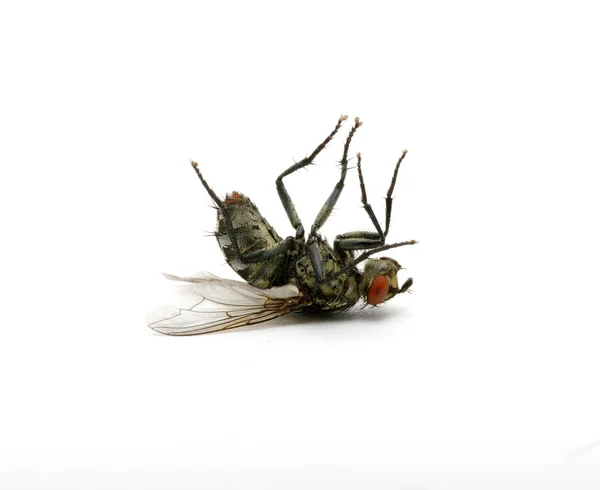Dead fly — Stock Photo, Image