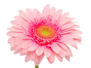 pembe gerbera