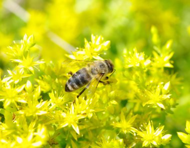 Bee on flower clipart