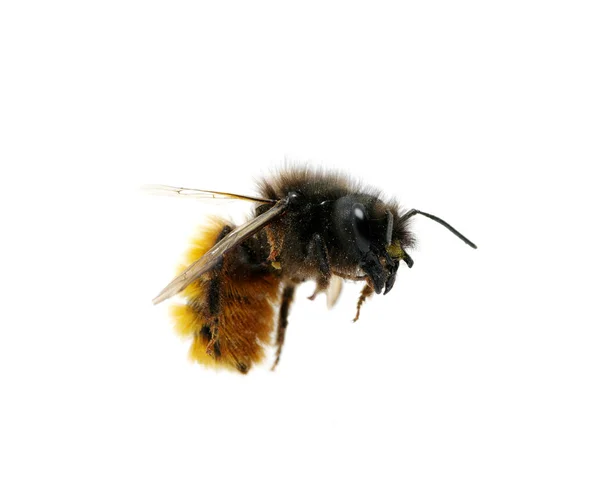Bumblebee — Stock Photo, Image