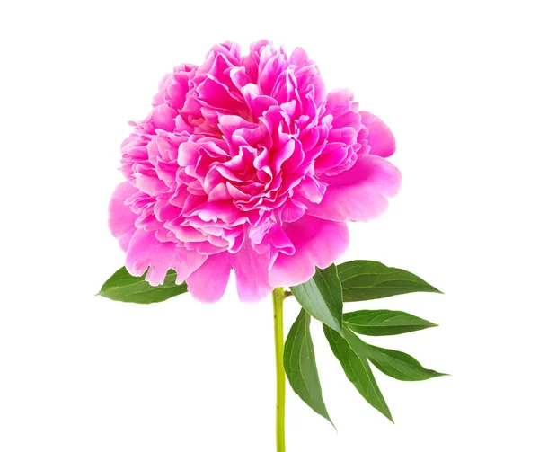 Fiore di peonia rosa — Foto Stock