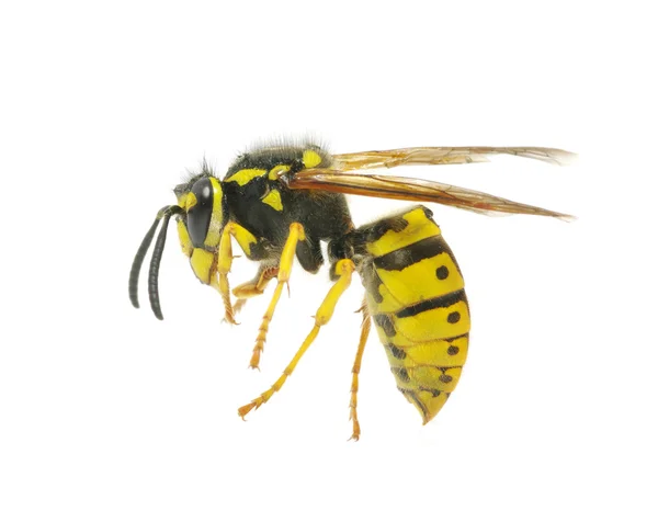 在白色的黄蜂 — 图库照片