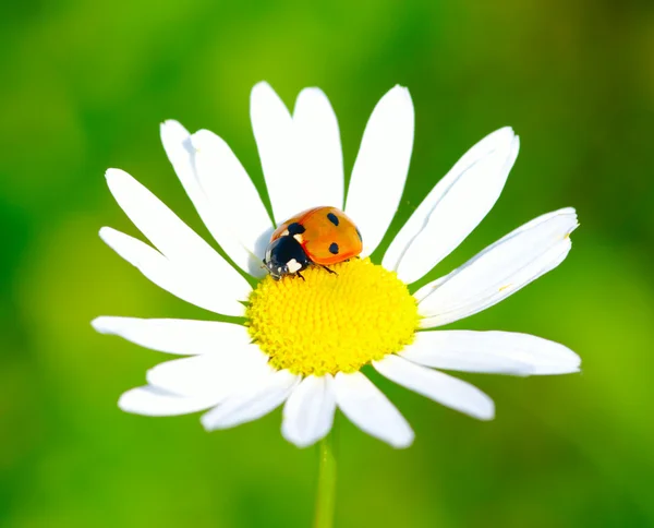 stock image Ladybug