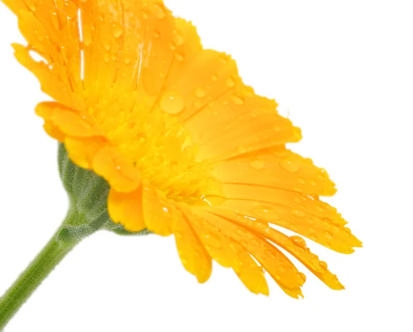 Pomarańczowy kwiat — Zdjęcie stockowe