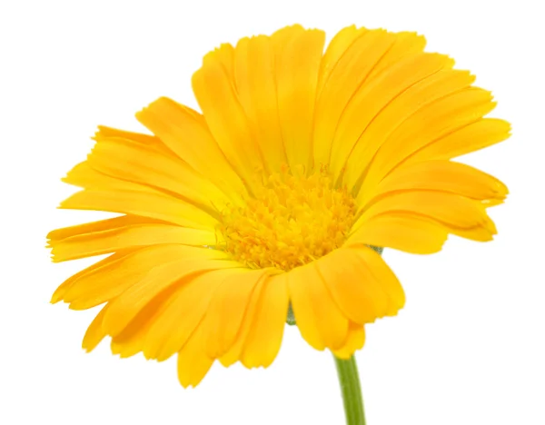 Orange flower — Stock Photo, Image