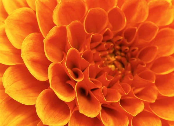 Abstrakte Blume — Stockfoto
