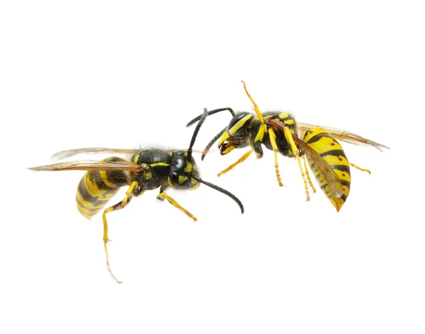 Wasp on white — Stock Photo, Image