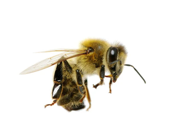 Бджола на білому — стокове фото