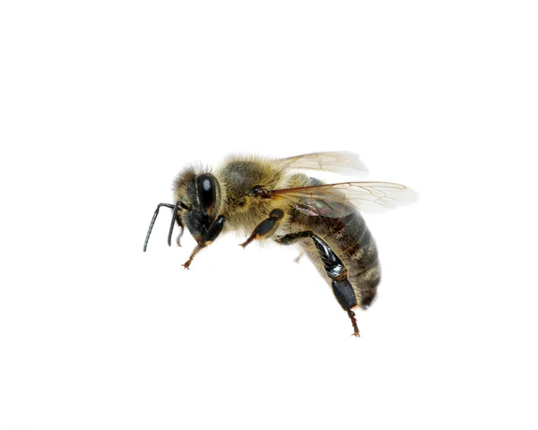A fehér méhecske — Stock Fotó