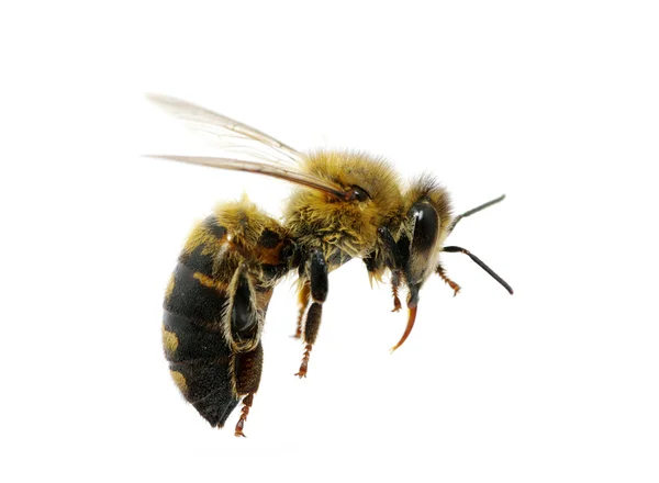 Пчела на белом — стоковое фото