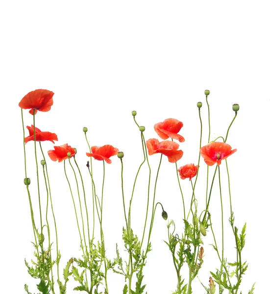 stock image Red poppies