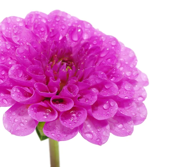 stock image Pink flower