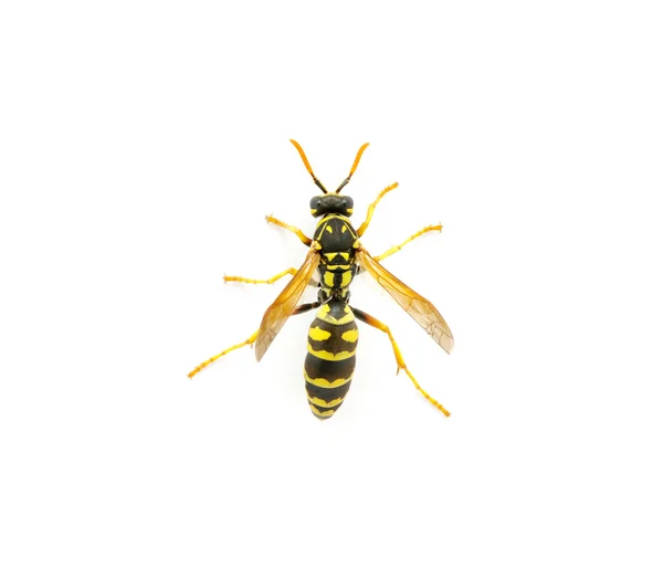 Wasp op wit — Stockfoto