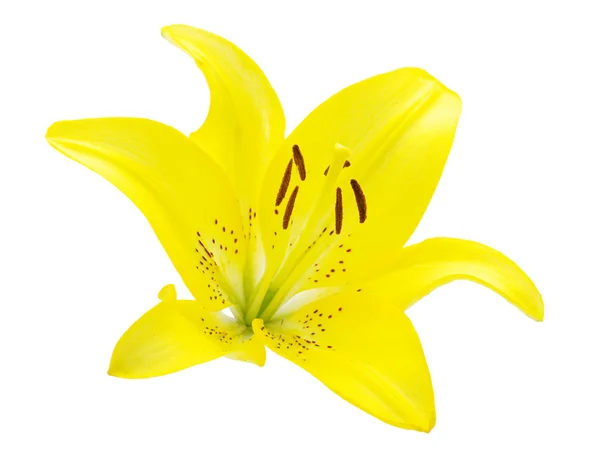 stock image Yellow lily