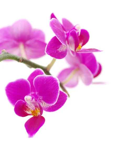 stock image Pink orchid