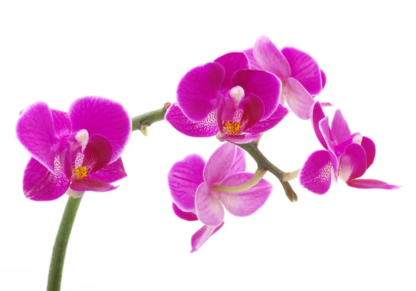 stock image Pink orchid