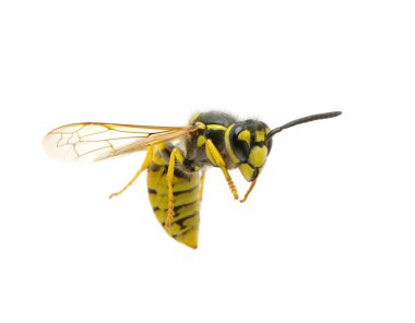 Wasp on the white clipart