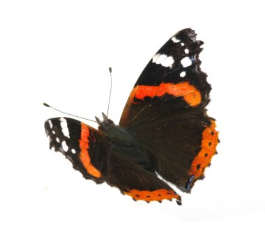 Atalanta butterfly clipart