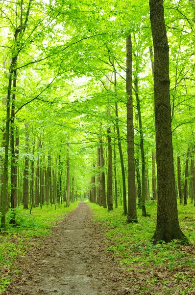 stock image Green forest