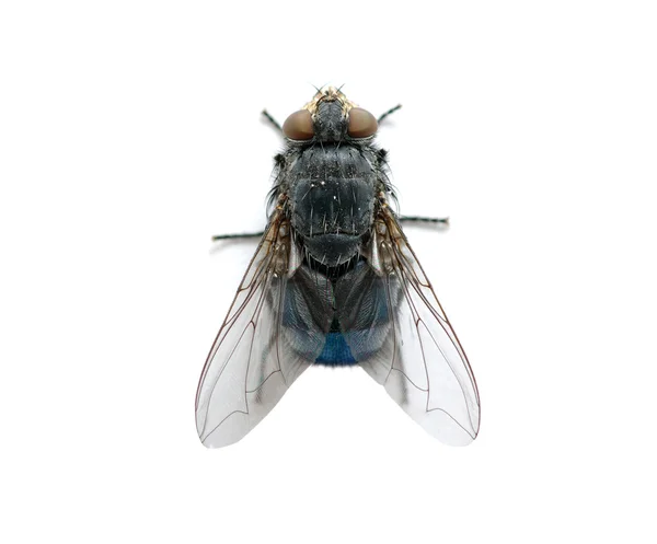 Fly on a white — Stock Photo, Image