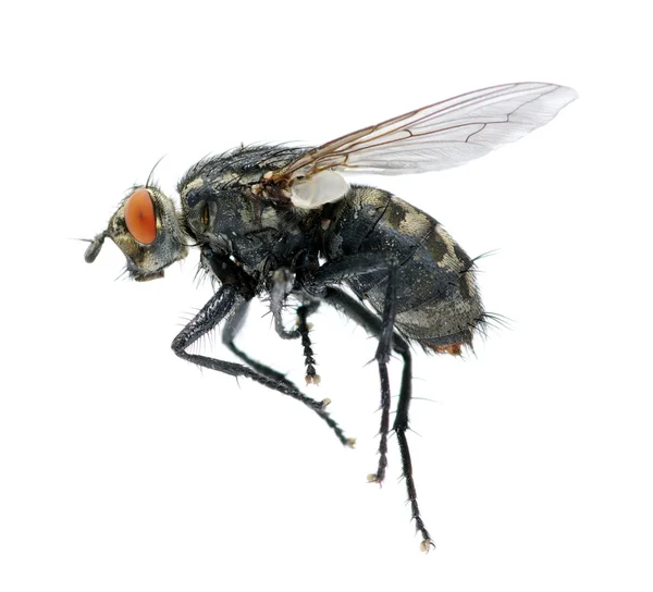 Volar sobre un blanco — Foto de Stock