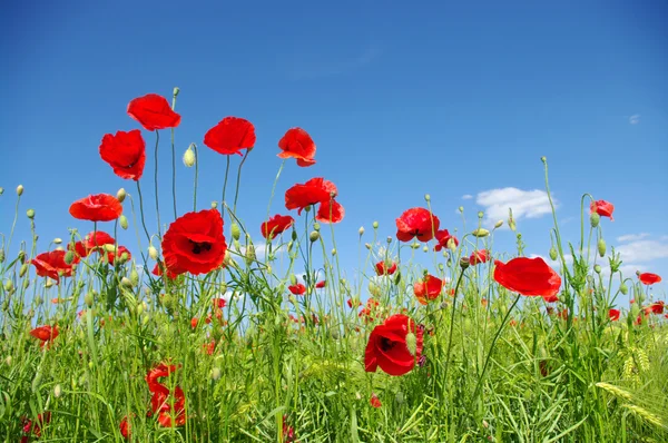 Rode papavers — Stockfoto