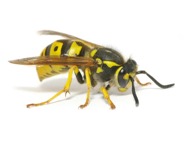 Wasp on white — Stock Photo, Image