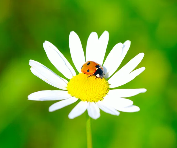 stock image Ladybug