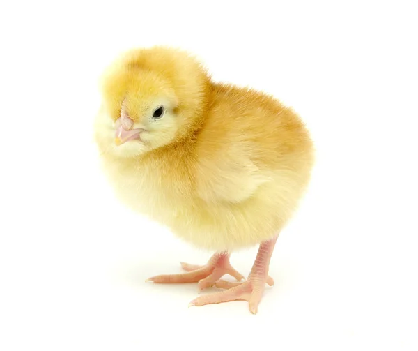 Chicken on white — Stock Photo, Image