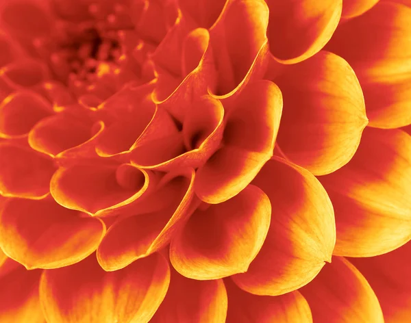 抽象的な花びら — ストック写真