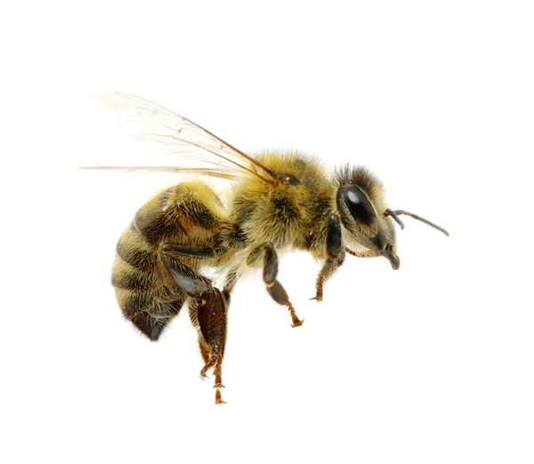 Bee op de witte — Stockfoto