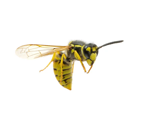 Wasp on the white — Stock Photo, Image