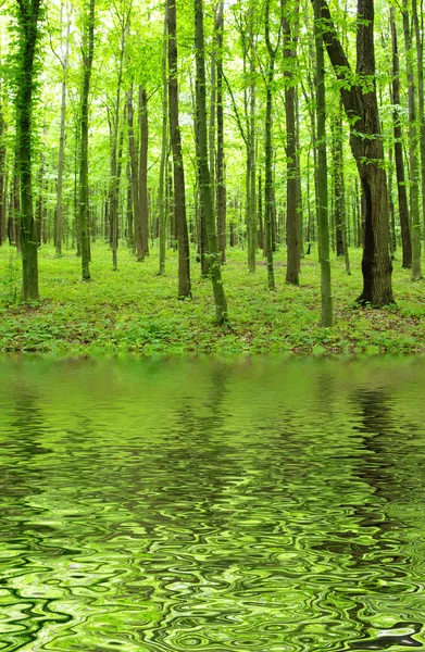 stock image Green forest