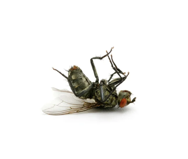 stock image Dead fly