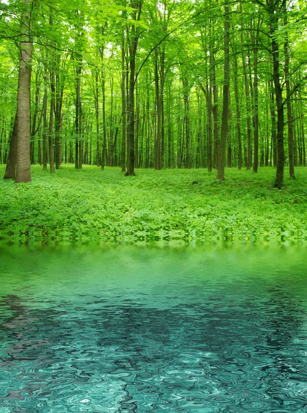 stock image Forest