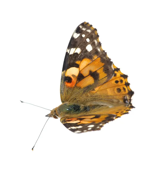 Schmetterling auf Weiß — Stockfoto