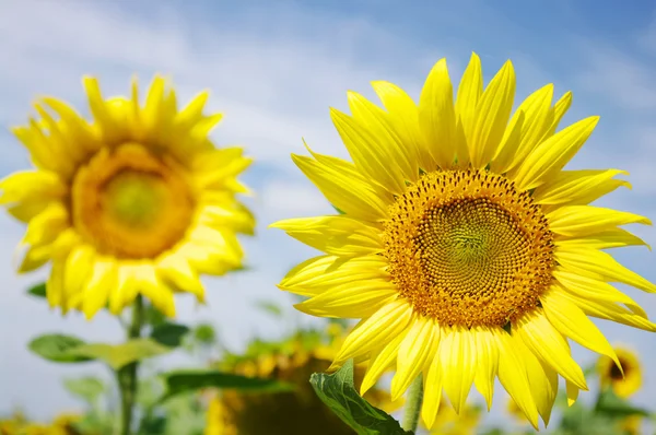 Auringonkukat — kuvapankkivalokuva