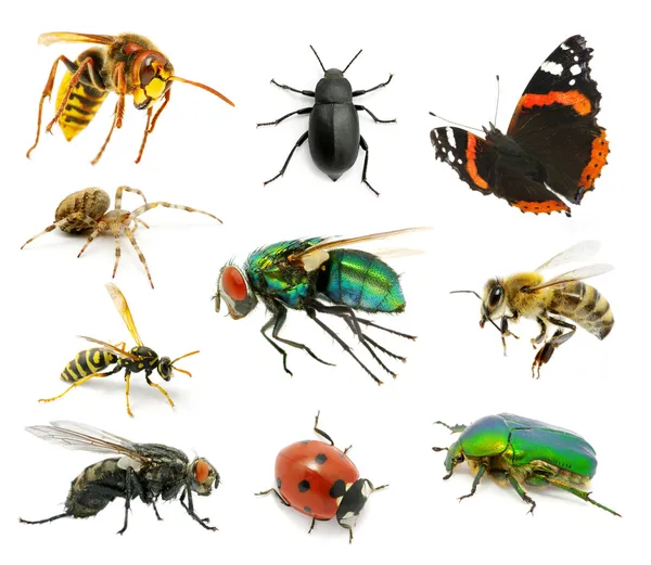 Set of insects — Stock Photo, Image