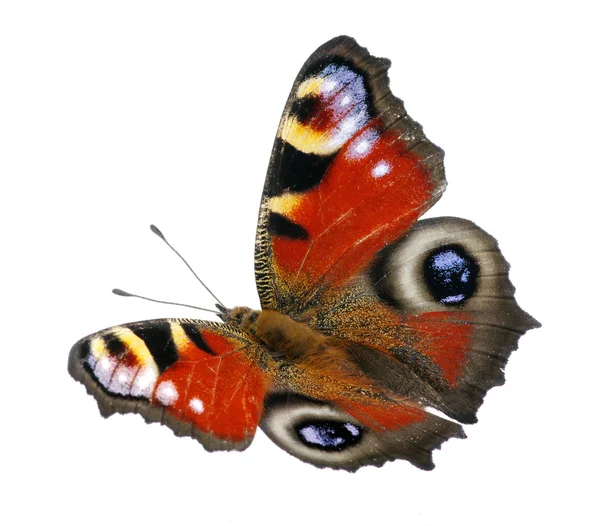 Motyl — Zdjęcie stockowe