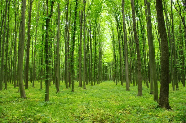 Las na wiosnę Zdjęcie Stockowe