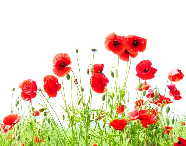 Red poppies Royalty Free Stock Photos
