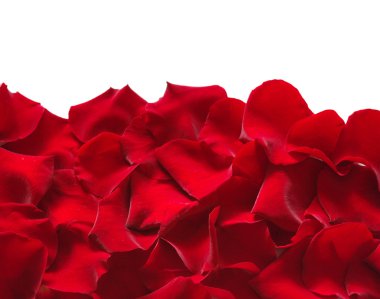 bir gül yaprakları