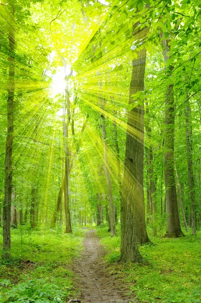 Sun beam in forest — Stock Photo, Image