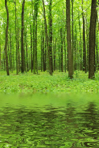 stock image Green forest