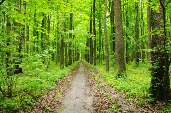 stock image Green forest