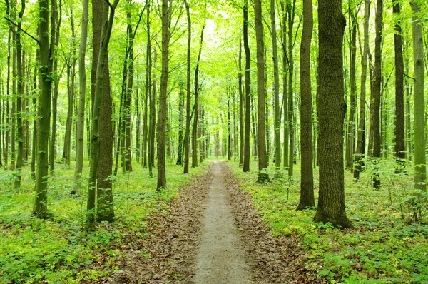 Stock image Forest in spring