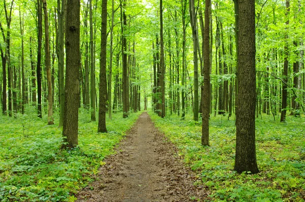 stock image Spring forest