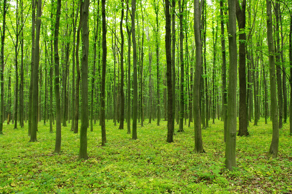 Forest in spring